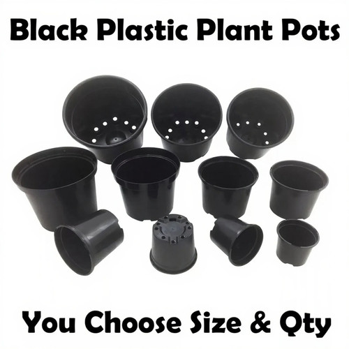Commercial black plant - commercial,