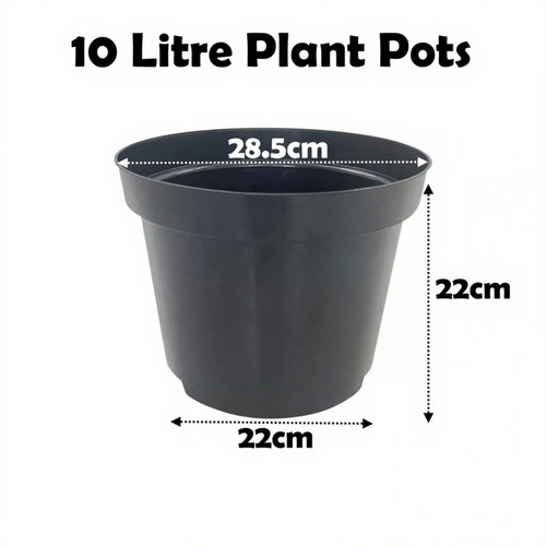 Litre black plant - litre,
