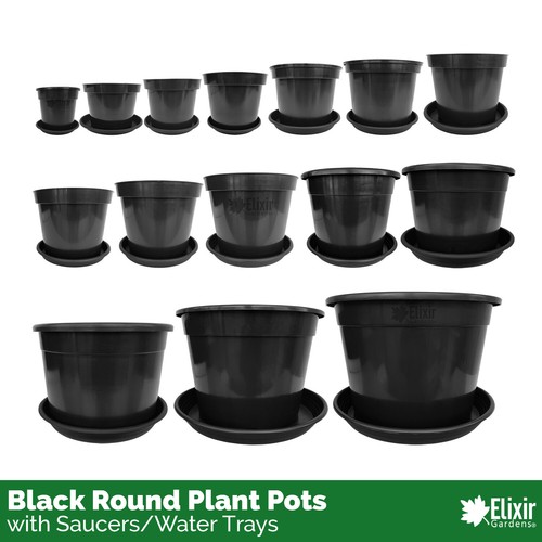 Plant pot tree - plant, shrub