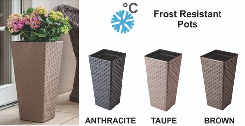 Clearance sale tall plant - %%%%,