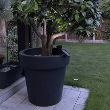 Big Plant Tree Pots Extra